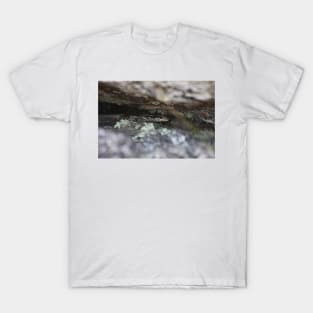 Grand Skink - hiding T-Shirt